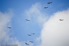 Mönchsgeier (9 von 9).jpg